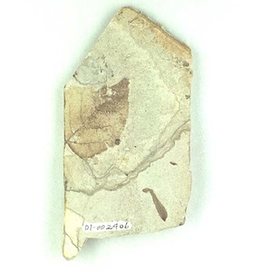 ハコヤナギ属の一種