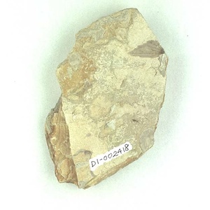 クマシデ属の一種の果苞