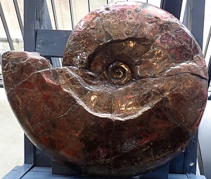 プラセンティセラス・ミーキ（アンモナイト）