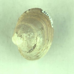ツノガイ