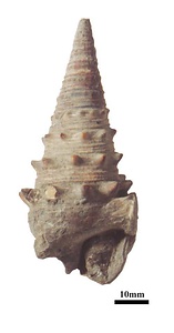 岸本コレクション（備北層群貝化石など）