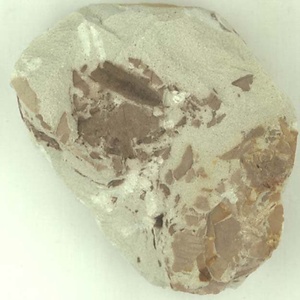 針葉樹類の葉