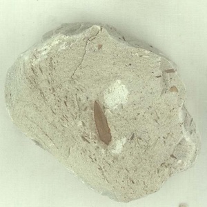針葉樹類の葉