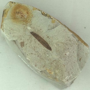 針葉樹類の葉