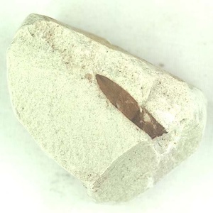 針葉樹類の葉