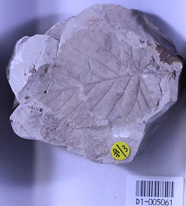 ハンカチノキ属の一種