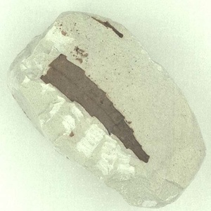 アケボノシラカシ