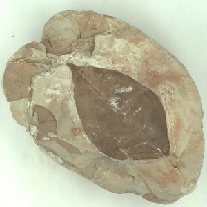 クロモジ属の一種