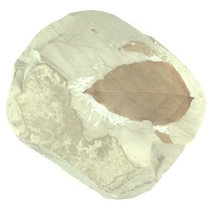 クロモジ属の一種