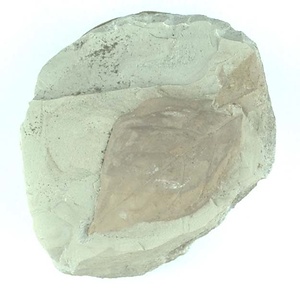 クロモジ属の一種