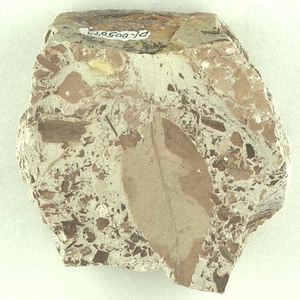 モチノキ属の一種