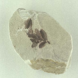 針葉樹類の葉