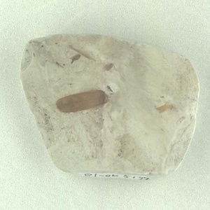 針葉樹類の葉