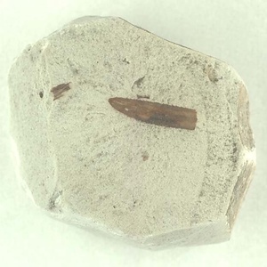 針葉樹類の葉
