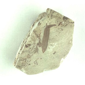 針葉樹類の葉