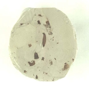 針葉樹類の葉