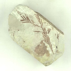 ヌマスギ属の一種