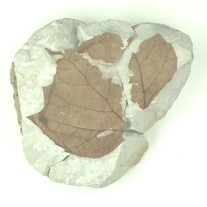 スズカケノキ属の一種