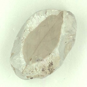 クロモジ属の一種