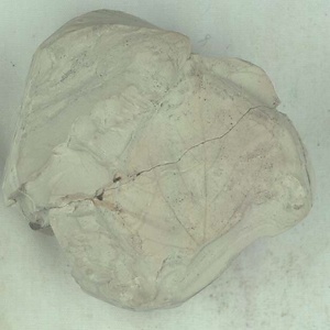 アカメガシワの一種