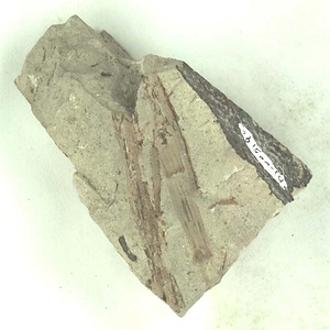 キョクチトクサ