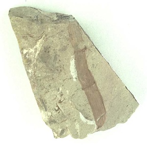 キョクチトクサ