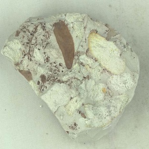 針葉樹類の葉
