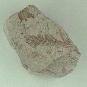 ヌマスギ属の一種