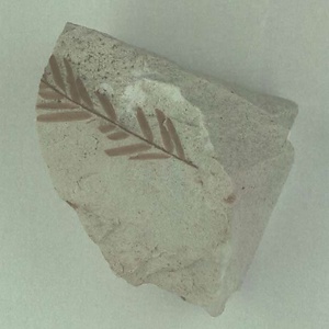 ヌマスギ属の一種