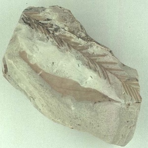 ヌマスギ属の一種