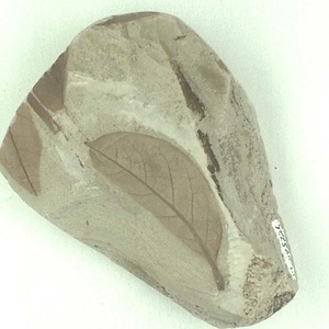 マテバシイ属の一種？