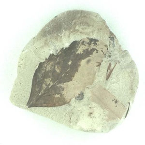 ムカシナガエブナ