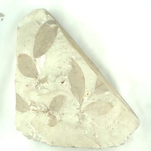 クロモジ属の一種