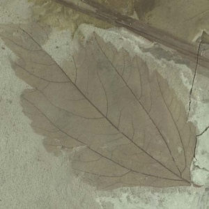 所属不明の葉
