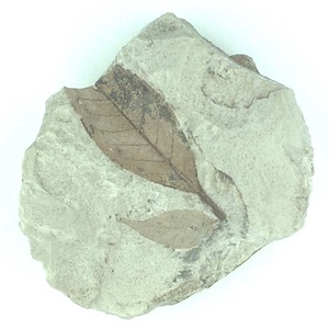 ツツジ属の一種