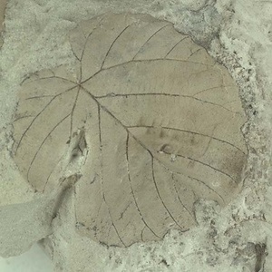 ハンカチノキ属の一種