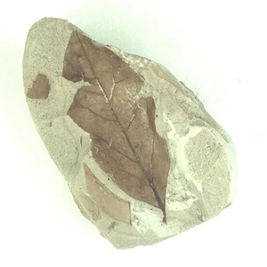 ツツジ属の一種