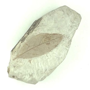 ツツジ属の一種