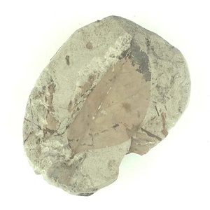 クロモジ属の一種