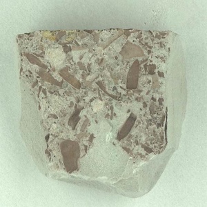 針葉樹類の葉
