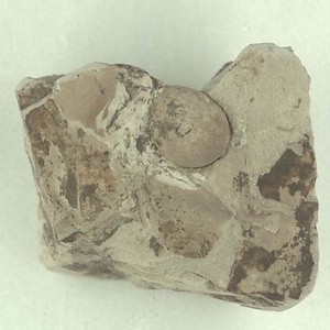 コナラ属の堅果？