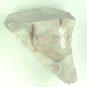 ランダイスギ属の一種