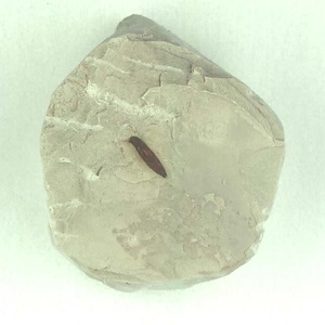 針葉樹類の葉