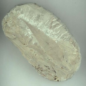 アケボノシラカシ