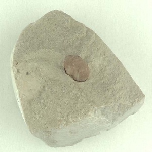 所属不明の種子または果実