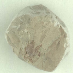 ブナ属の殻斗？