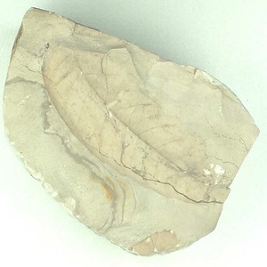 モクゲンジ属の一種