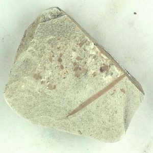針葉樹類の葉