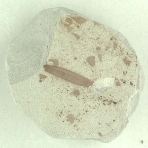 針葉樹類の葉