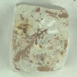 ヌマスギ属の一種